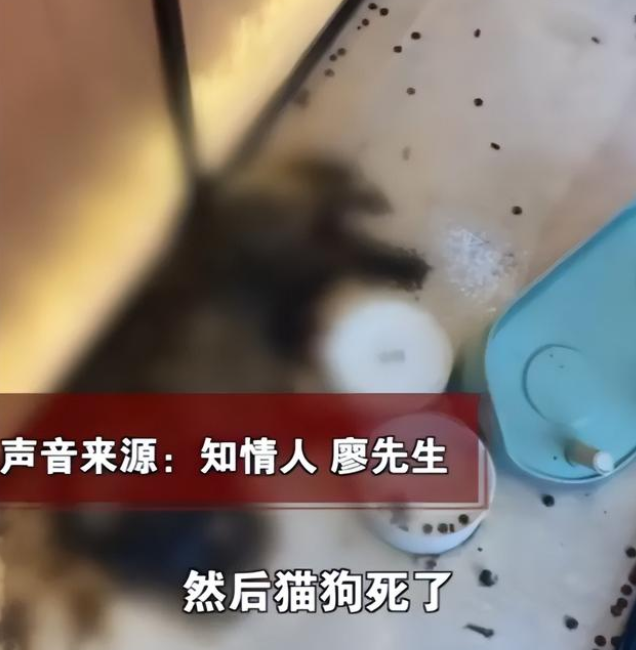 太残忍了！宠物店老板离开半月猫狗被活活渴死饿死