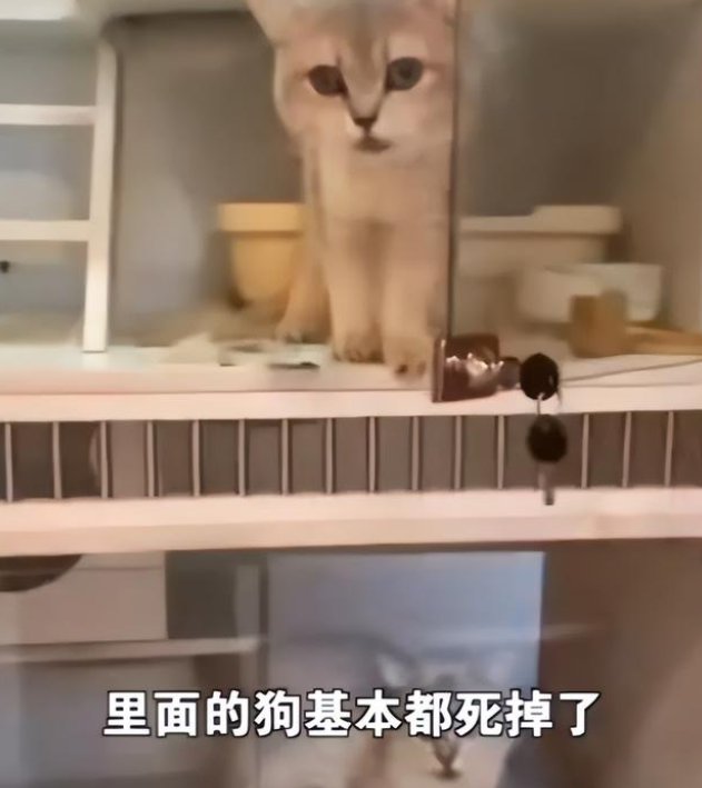 太残忍了！宠物店老板离开半月猫狗被活活渴死饿死