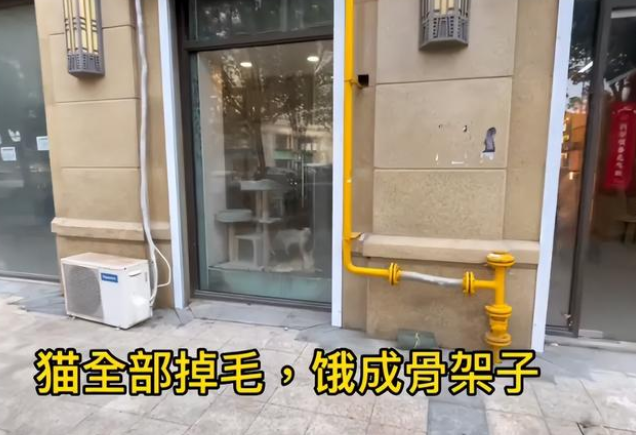 太残忍了！宠物店老板离开半月猫狗被活活渴死饿死