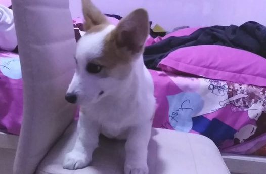 网友睡觉不老实巴交，深夜一直踢柯基，狗：这觉无法睡了！