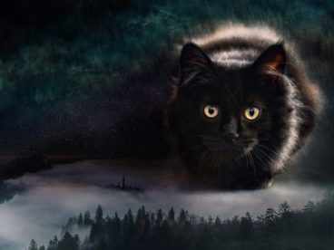 纯黑色小猫摄影图片