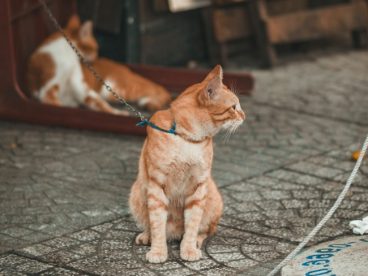 宠物猫图片