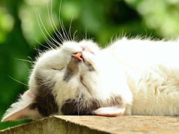 筋疲力尽的白色的猫咪