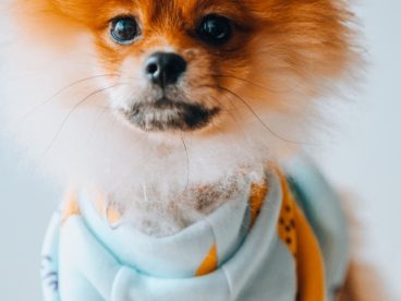 漂亮博美犬图片