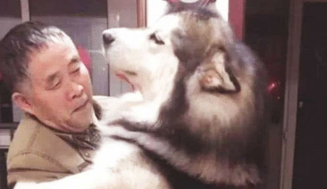 狗狗犯错误,被主人家骂哭,接着竟跳至老年人的身上,不断地发嗲发牢骚