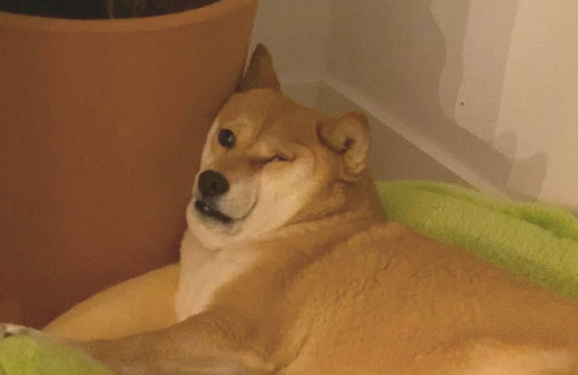 柴犬靠在花盆上入睡，脸部的肉都把双眼挤得眼睛睁不开了，还不肯动呢