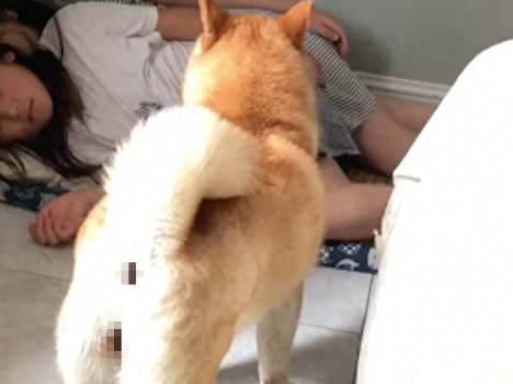狗窝被小主人霸占了，柴犬就坐在窝前昂着头
