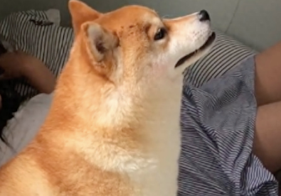 狗窝被小主人霸占了,柴犬就坐在窝前昂着头