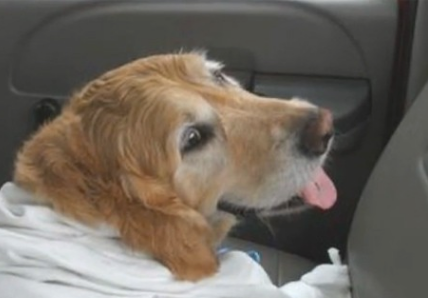 导盲犬舍生维护主人，受伤后保持微笑，还一直摇尾巴表达自身没事儿