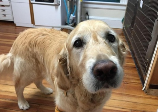 导盲犬舍生维护主人，受伤后保持微笑，还一直摇尾巴表达自身没事儿