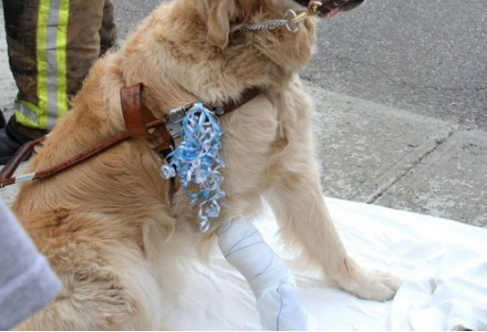 导盲犬舍生维护主人，受伤后保持微笑，还一直摇尾巴表达自身没事儿