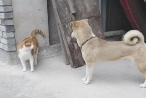 大橘猫碰瓷党小土狗，橘猫：你撞倒我了
