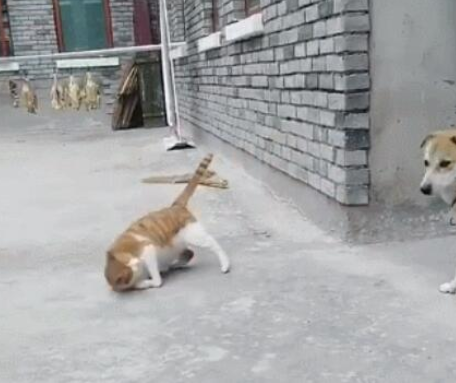 大橘猫碰瓷党小土狗，橘猫：你撞倒我了