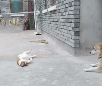大橘猫碰瓷党小土狗，橘猫：你撞倒我了