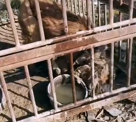 狗狗被关笼中丢到荒郊野岭，获救时，一口气吃了十几个馒头