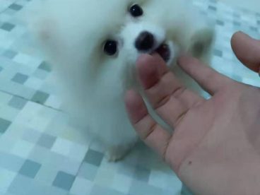 好萌的小狗?