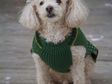 玩具贵宾犬图片