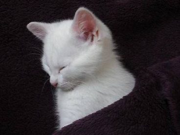 猫猫头像，看样子要睡觉了