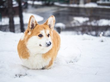 冬季雪地威尔士柯基犬摄影图片