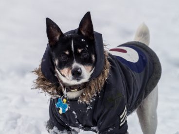 雪地里的柴犬图片