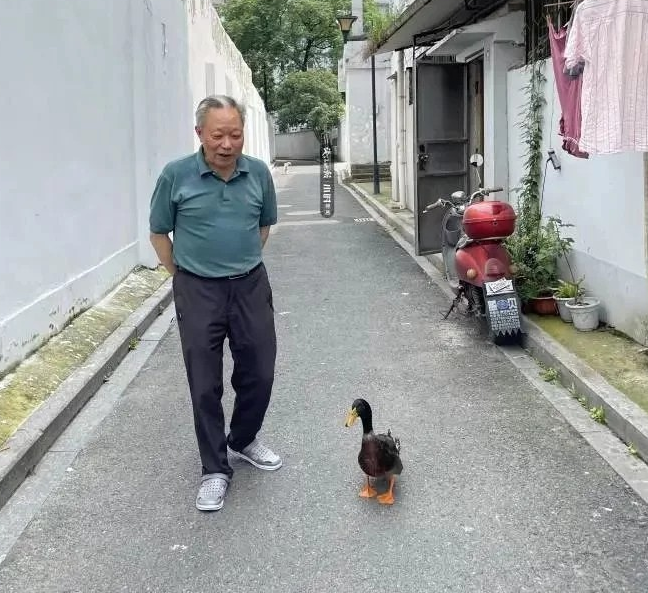 遛狗遛猫遛乌龟都不算啥！杭州大伯遛的小家伙被30万网友点赞：太萌了