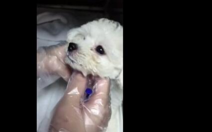 “感冒”查出得犬瘟，姑娘在意“时间点”