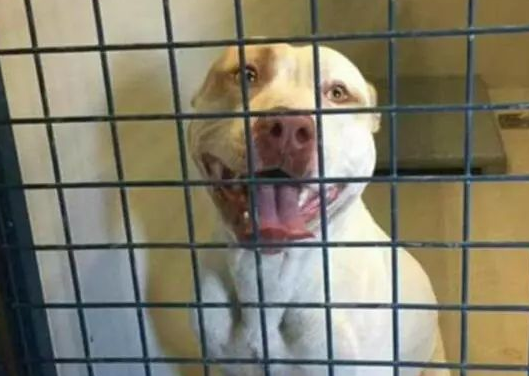 澳洲比特犬Buddy奋不顾身救落水男孩，警察却说：狗具有攻击性必须抓起来