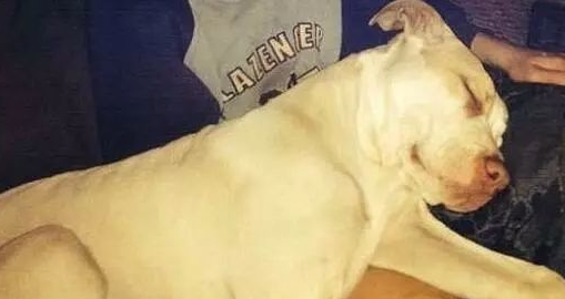 澳洲比特犬Buddy奋不顾身救落水男孩，警察却说：狗具有攻击性必须抓起来