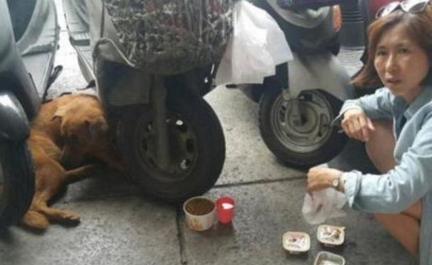 狗狗每日守去医院大门口，大家了解实情后被打动了！