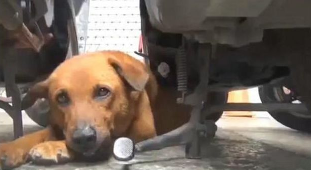 狗狗每日守去医院大门口，大家了解实情后被打动了！