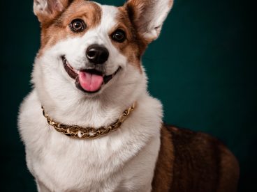 可爱超萌威尔士柯基犬图片