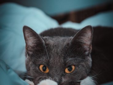 可爱英短蓝猫图片