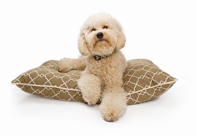 波士顿Terrier:可爱与优雅并存的独特犬种