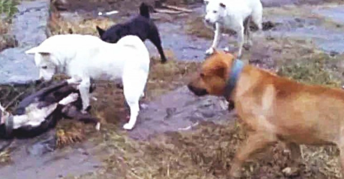 比特犬欺压土狗，将它按在土里暴揍，下一秒界面，令人瞪大眼睛！