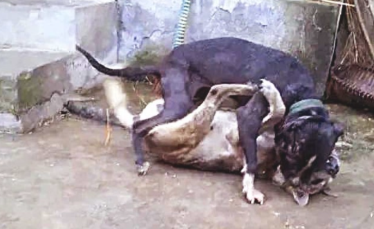 比特犬欺压土狗，将它按在土里暴揍，下一秒界面，令人瞪大眼睛！