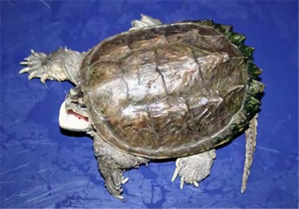 中美拟鳄龟身份信息