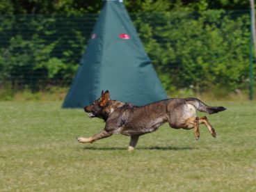 勇猛德国牧羊犬图片