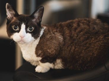 异国短毛猫宠物摄影图片