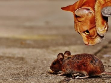 小猫抓老鼠图片