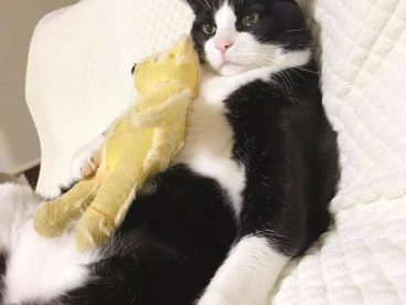 这只奶牛猫完美还原我春困的状态：基本上是一只废猫了