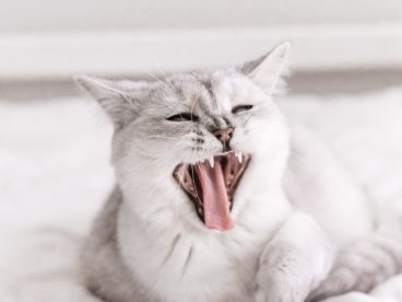 张牙舞爪可爱小猫图片