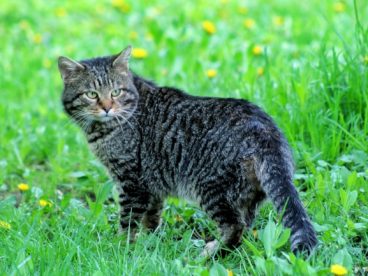 草地上家养虎斑猫图片