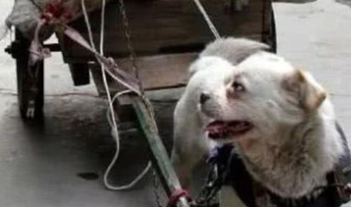 大爷出来捡破烂，回家时坐到马路边歇息，狗狗见后的行为令人感动
