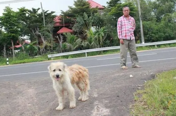 狗狗走丢了，路口等待主人4年，重逢时，它却不跟主人走了