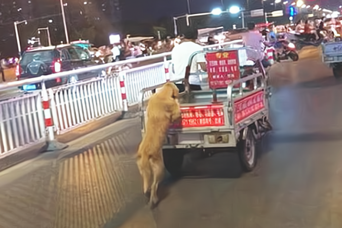 金毛狗狗爪子扒在三轮车上，搞不懂它在干啥，靠近后却坦言艳羡了