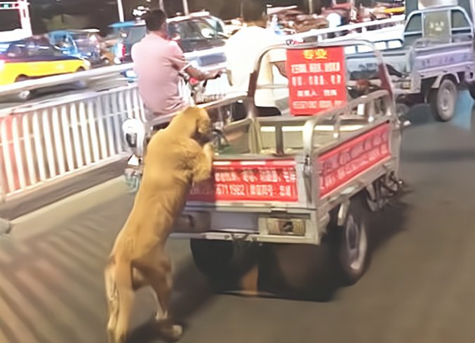 金毛狗狗爪子扒在三轮车上，搞不懂它在干啥，靠近后却坦言艳羡了