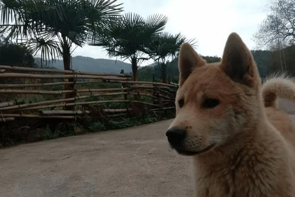 狗狗被车撞后自己找草药吃，主人一查药性惊呆了！