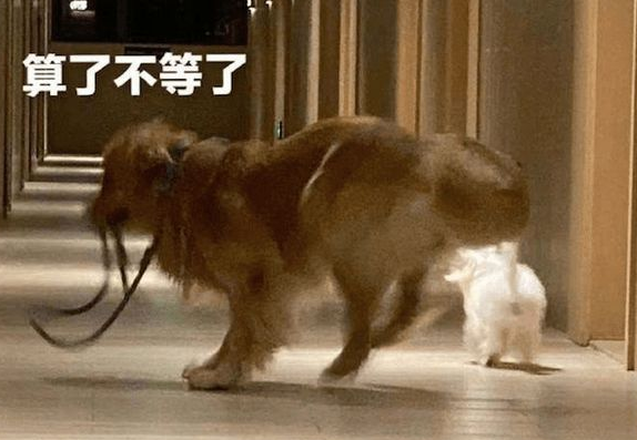 主人墨迹迟迟不出门，两只狗狗转身就飞奔起来：再见，我要去远航