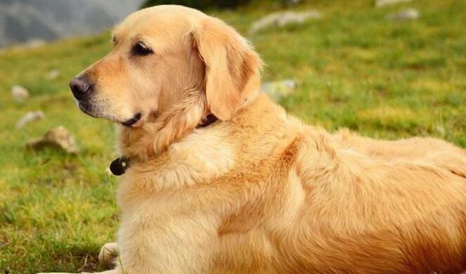 金毛一人一狗能走一两百米，巴巴的看着主人：等下到家了就不用了