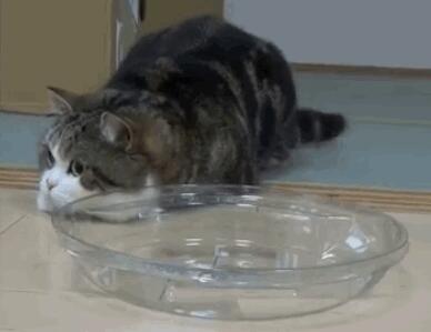 狗狗照顾新生奶猫，紧张到僵硬，直到被小爪子抱住了舌头！
